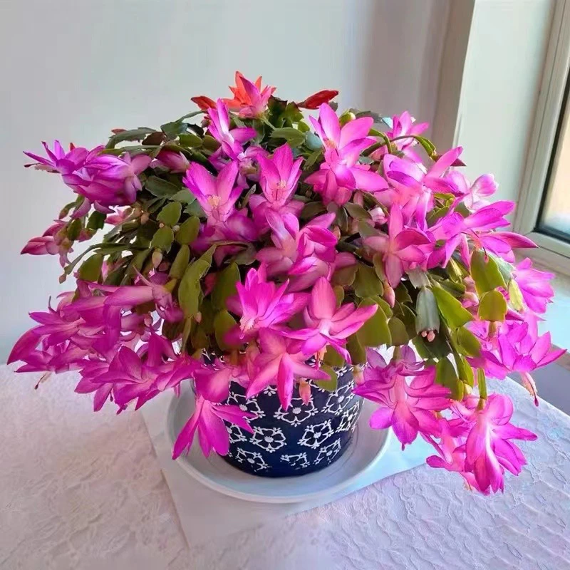 大盆紫色蟹爪兰盆栽带花苞带加仑盆带花架