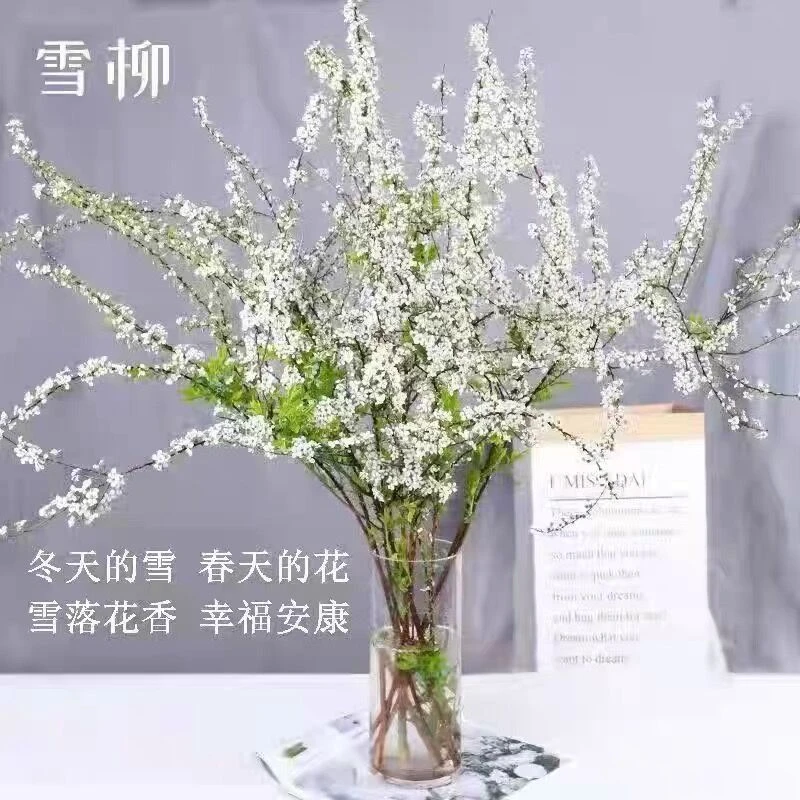 雪柳干枝花水培花耐寒花真花插水里可以开花天然遇水开花清香高级