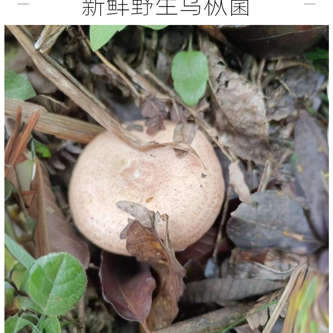 湖南湘西新鲜野生乌枞菌/松树菌/九月香/铜绿菌（顺丰包邮）