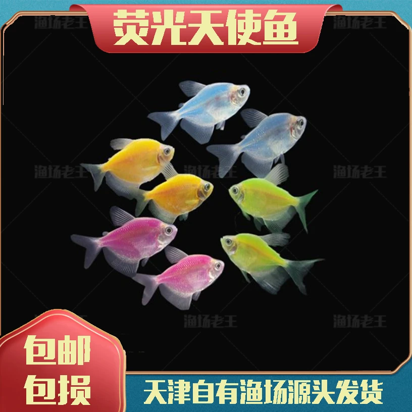 荧光天使鱼小型热带鱼小型观赏鱼多色混搭大小两种