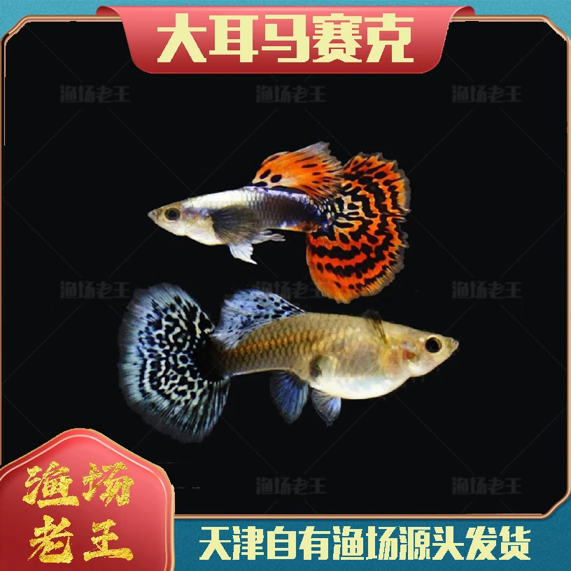 泰系大耳马赛克孔雀鱼小型观赏鱼小型热带鱼包邮直销批发小鱼活鱼