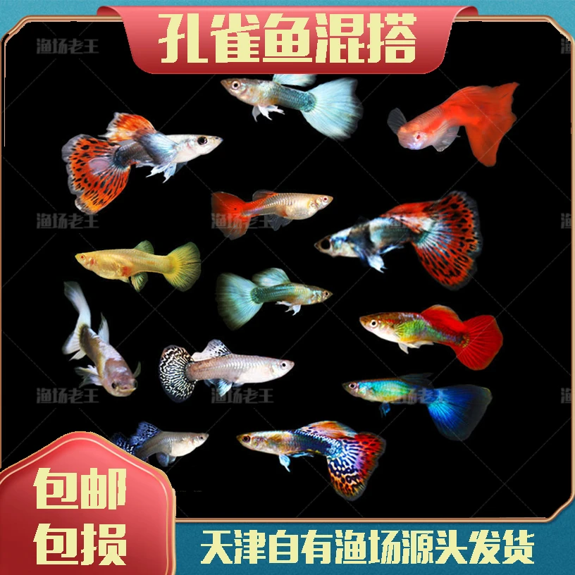【老王小号专属】孔雀鱼