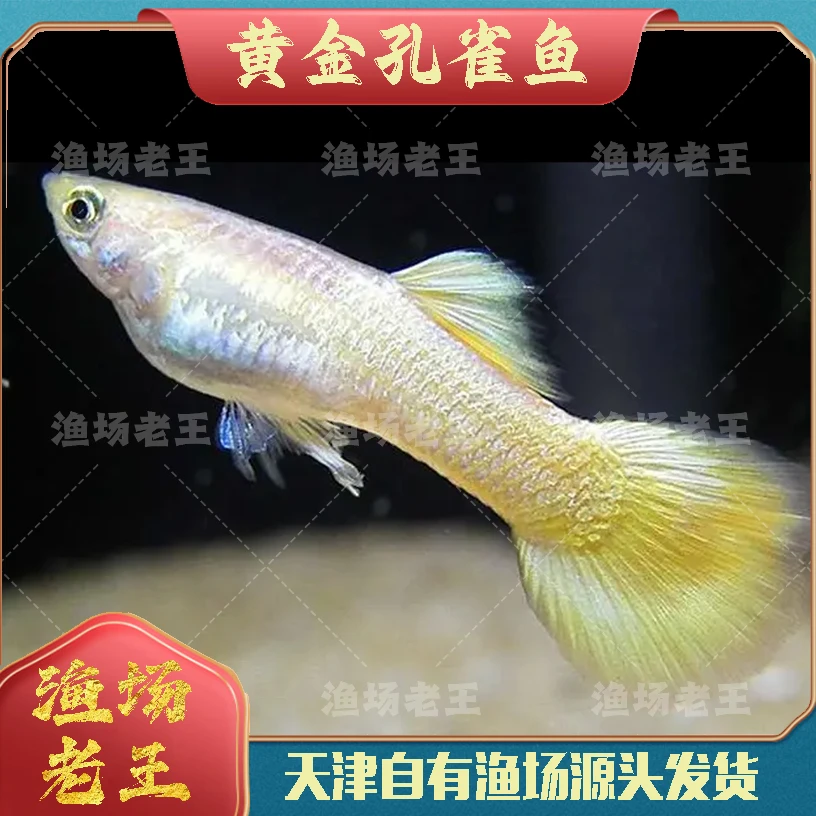 满麟黄金孔雀鱼3对
