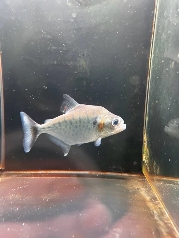 辛古观赏鱼10-12cm