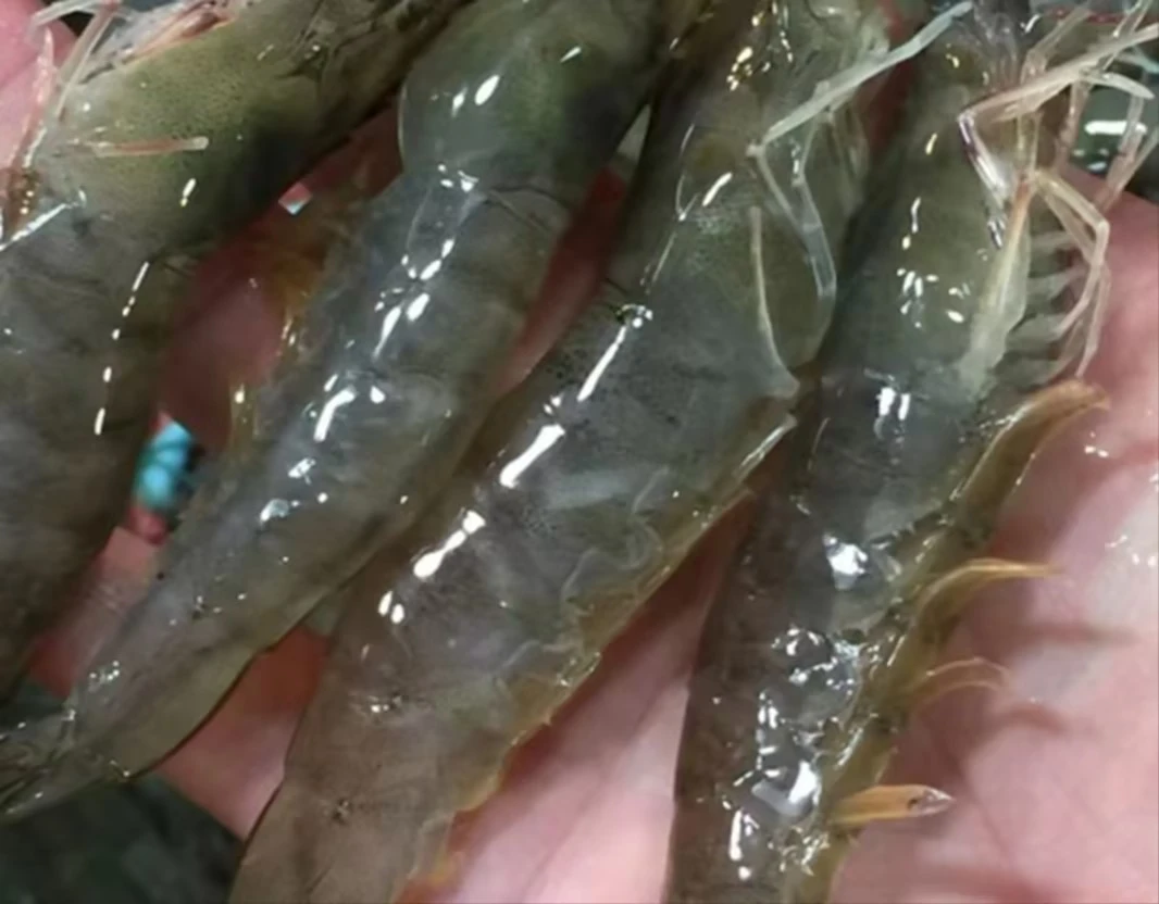 基围虾 新鲜活虾 (500g大约17-20只) [延安同城1-2配送]