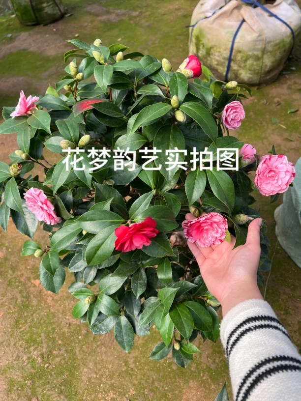 五色赤丹茶花四季常青原生盆栽