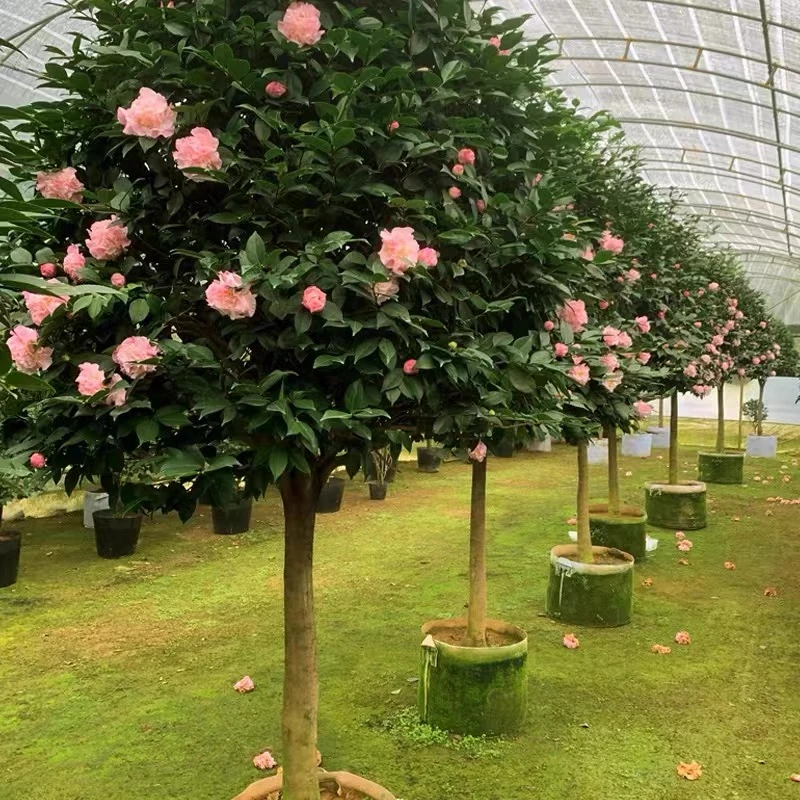 香妃茶花树花卉盆栽庭院种植观赏性香妃茶花带花苞香满园