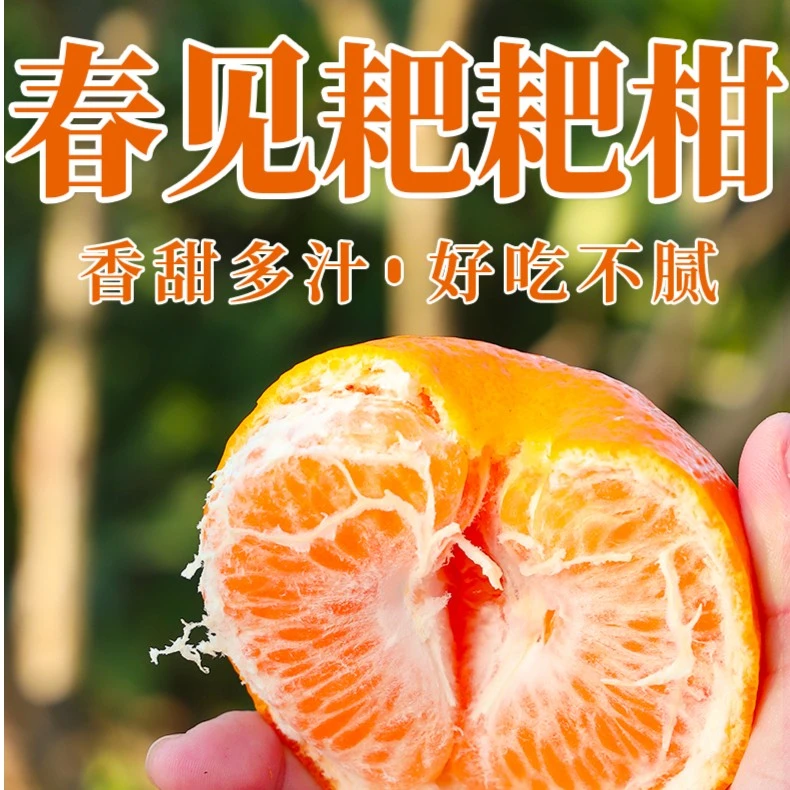 正宗四川春见耙耙柑5-10斤整箱丑八怪橘子甜桔子新鲜水果直播