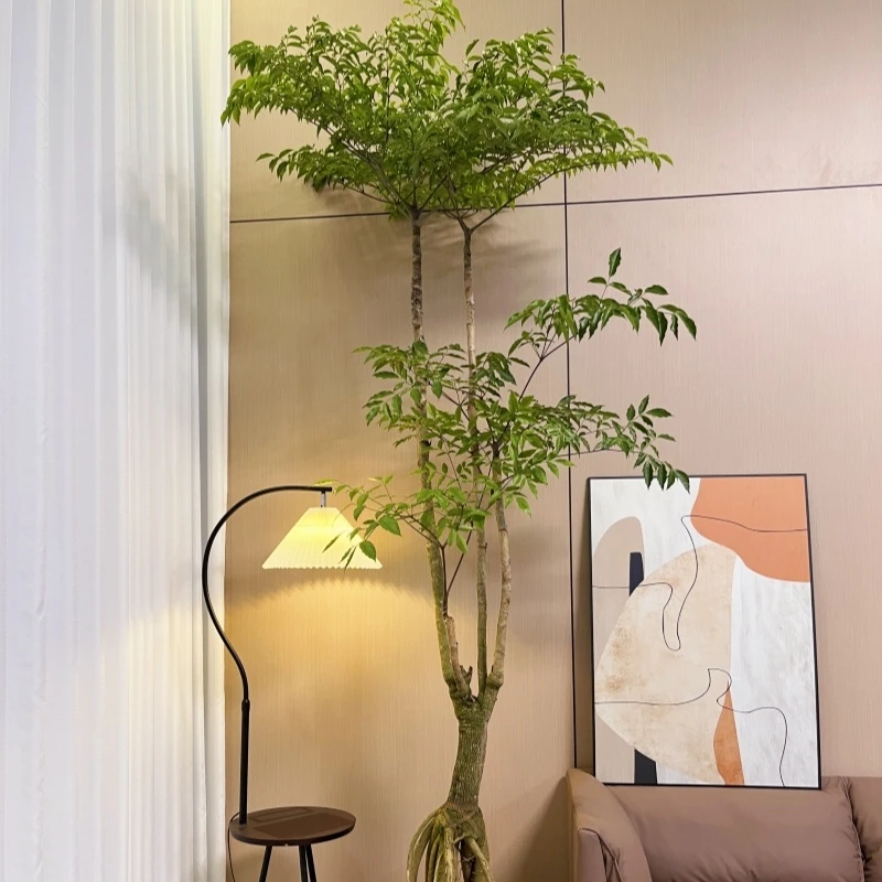 幌伞枫提根原生幸福树盆栽四季长青网红高颜值客厅室内大型绿植