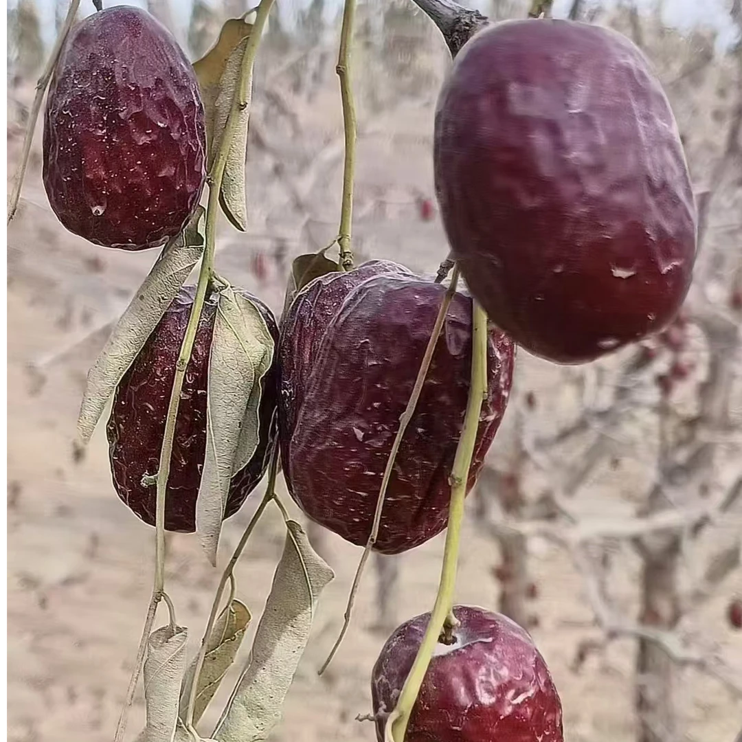 新疆无添加自然晾晒树熟带土灰枣