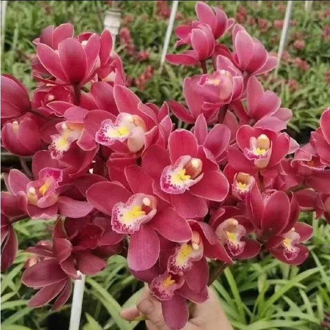 【红宝石】 惠兰品种 兰花苗 开花浓香 盆栽室内花卉绿植好养