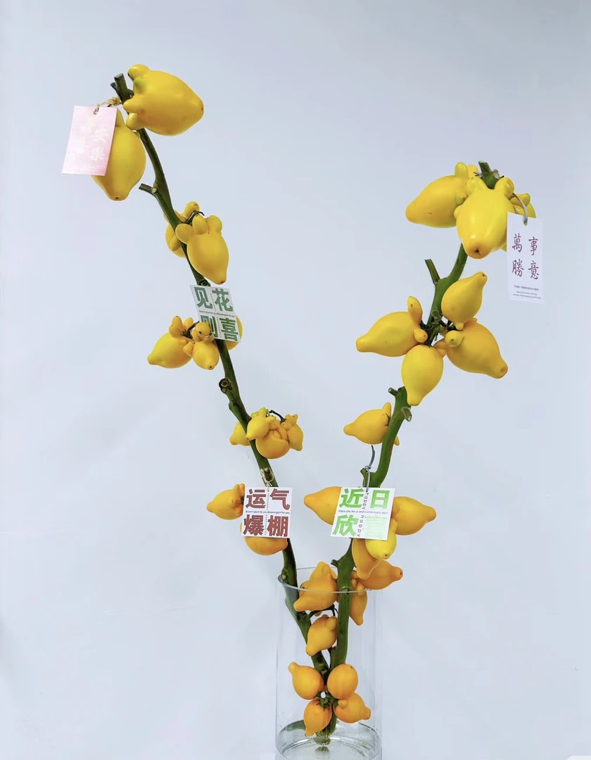 云南鲜花五代果黄金果品质家居装饰品懒人花材基地直发