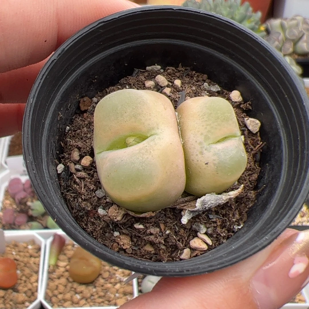 0287号毛 多肉植物