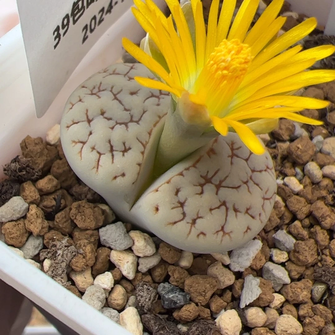 0459号 374荒多肉植物