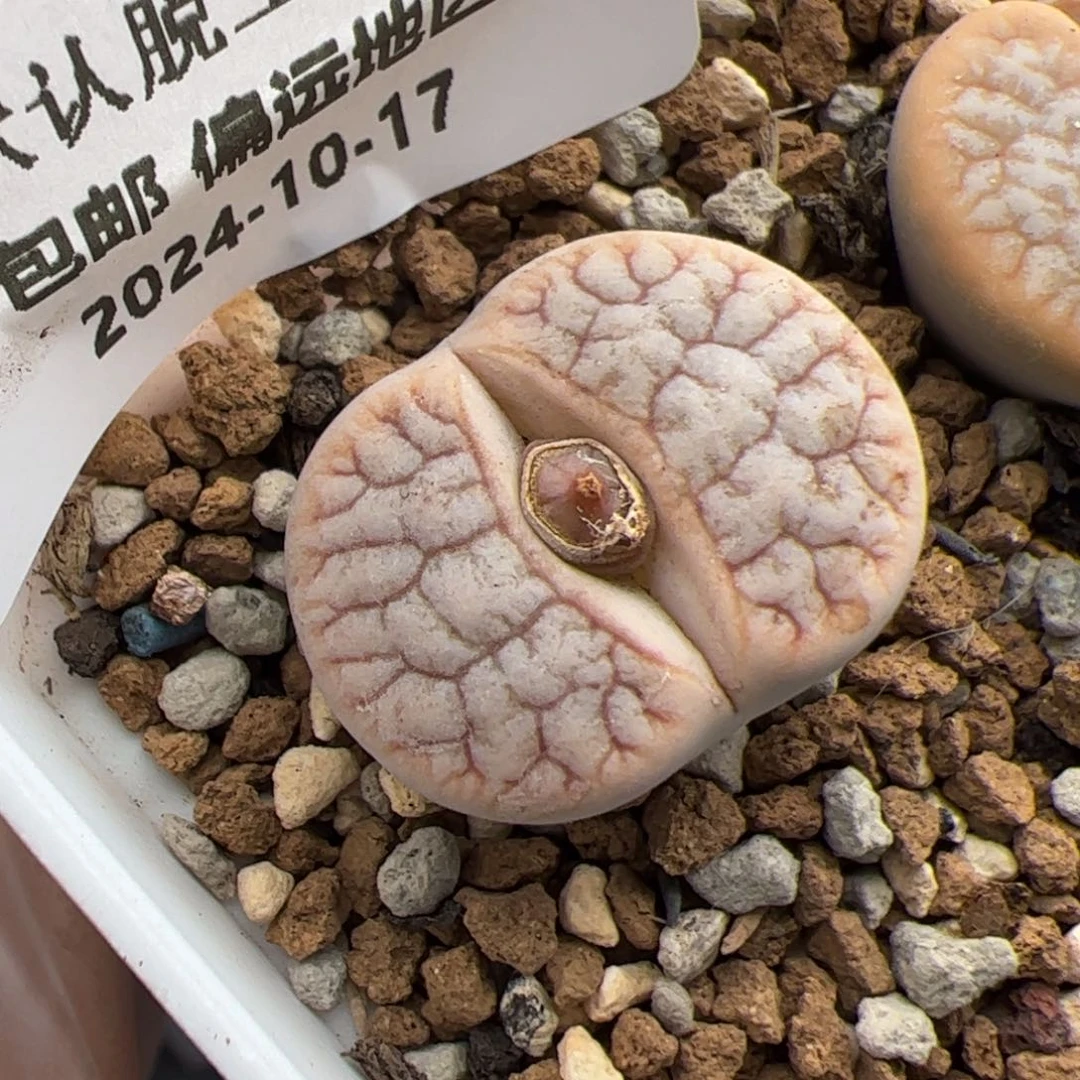 0469号 雪岚多肉植物