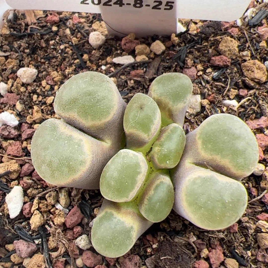 019号 磁铁3头缀化多肉植物