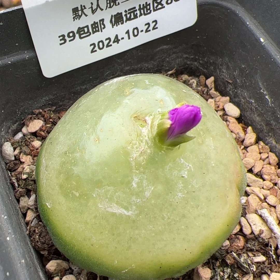 018号灯泡多肉植物4.4公分