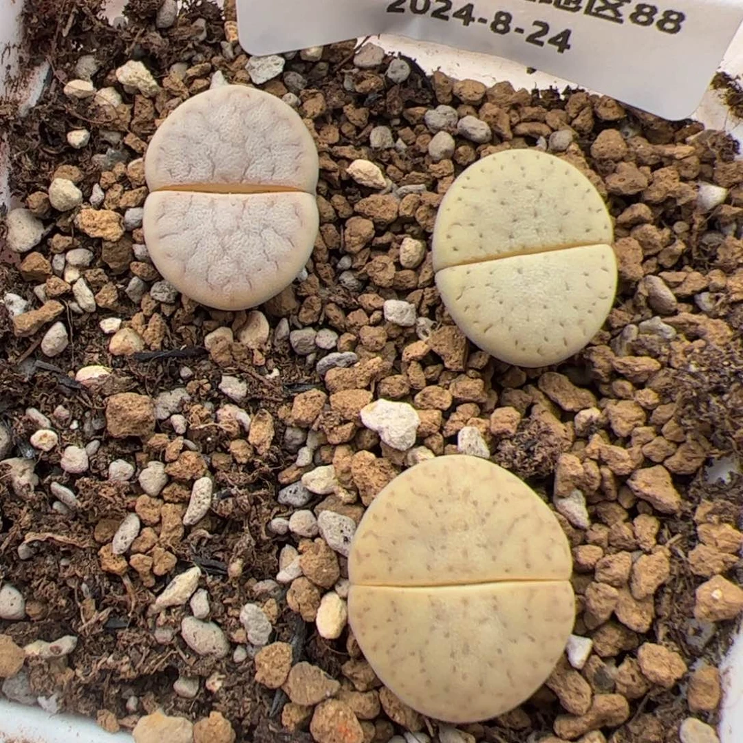0197号猪皮3个多肉植物