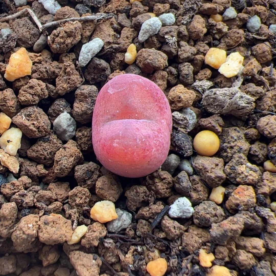 0211号。毛杂多肉植物。