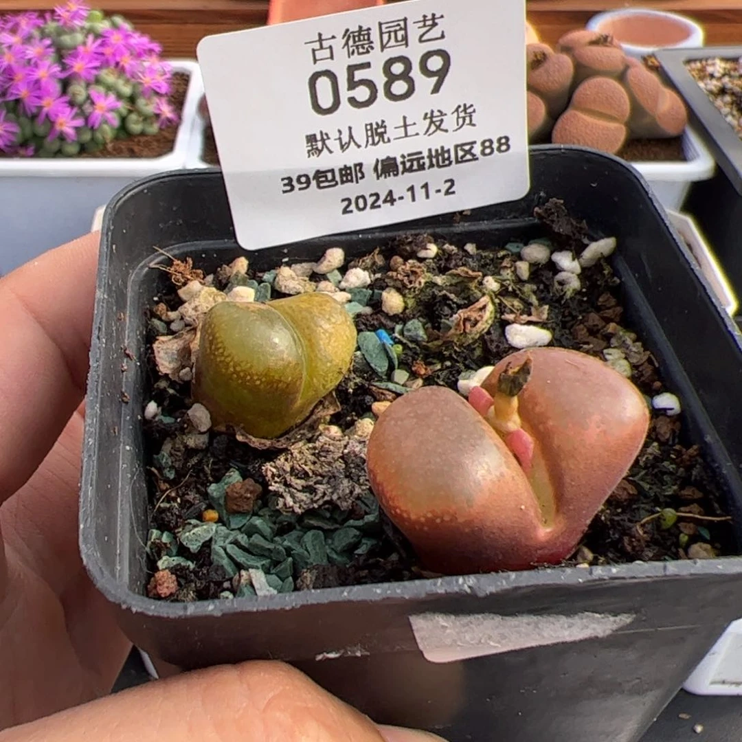 0589号 风铃 多肉植物