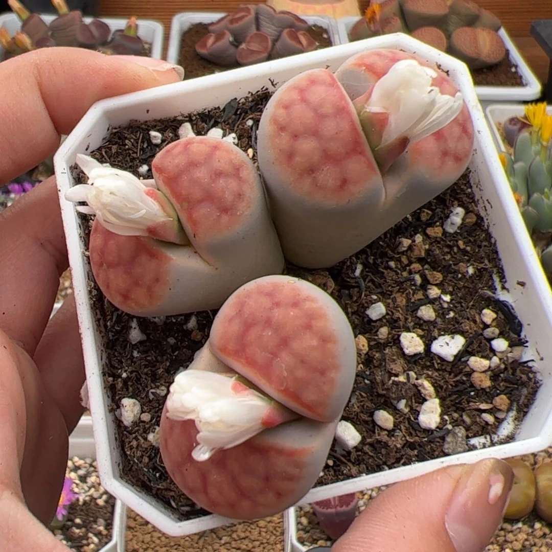 0203花纹玉 多肉植物