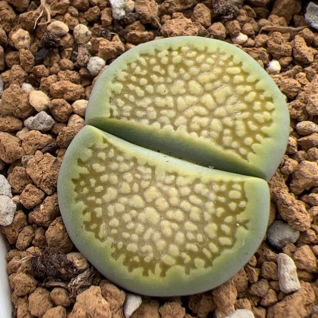 0487号绿巴里 多肉植物