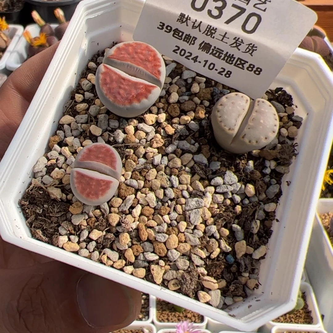 0370号 福利 清盒 多肉植物