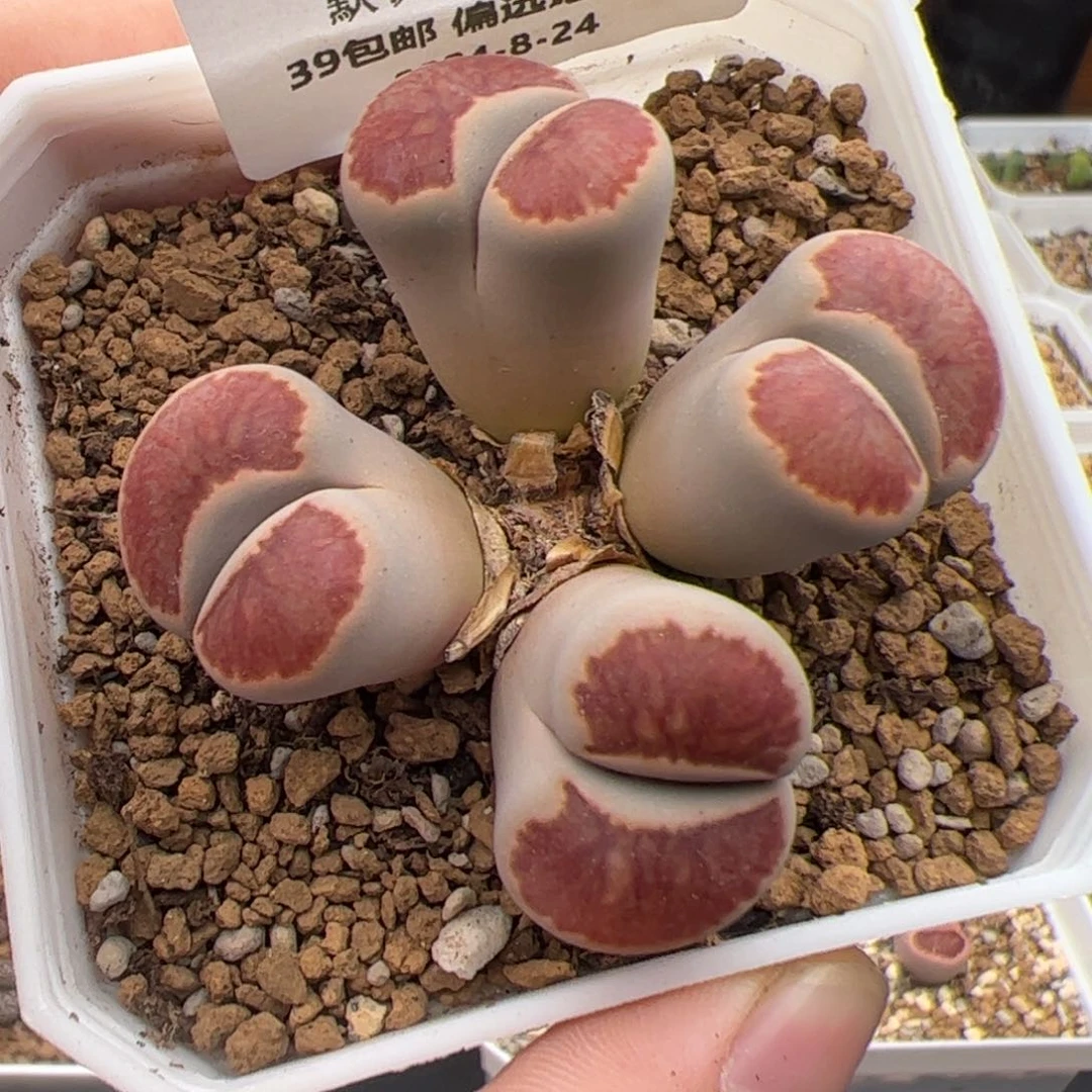 0189号 菊 多肉植物