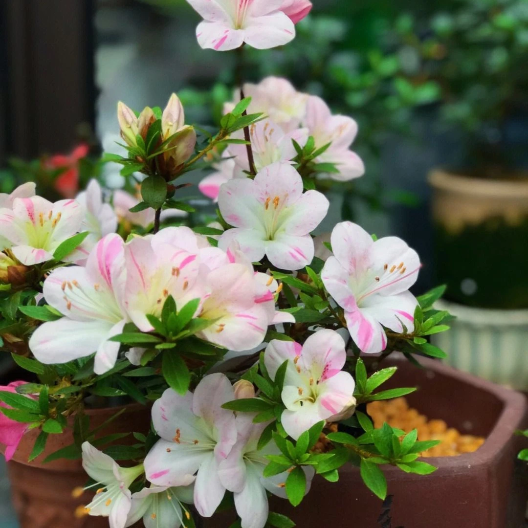 皋月系列碧空春季白色杜鹃花耐寒耐热室内庭（全场不包邮）