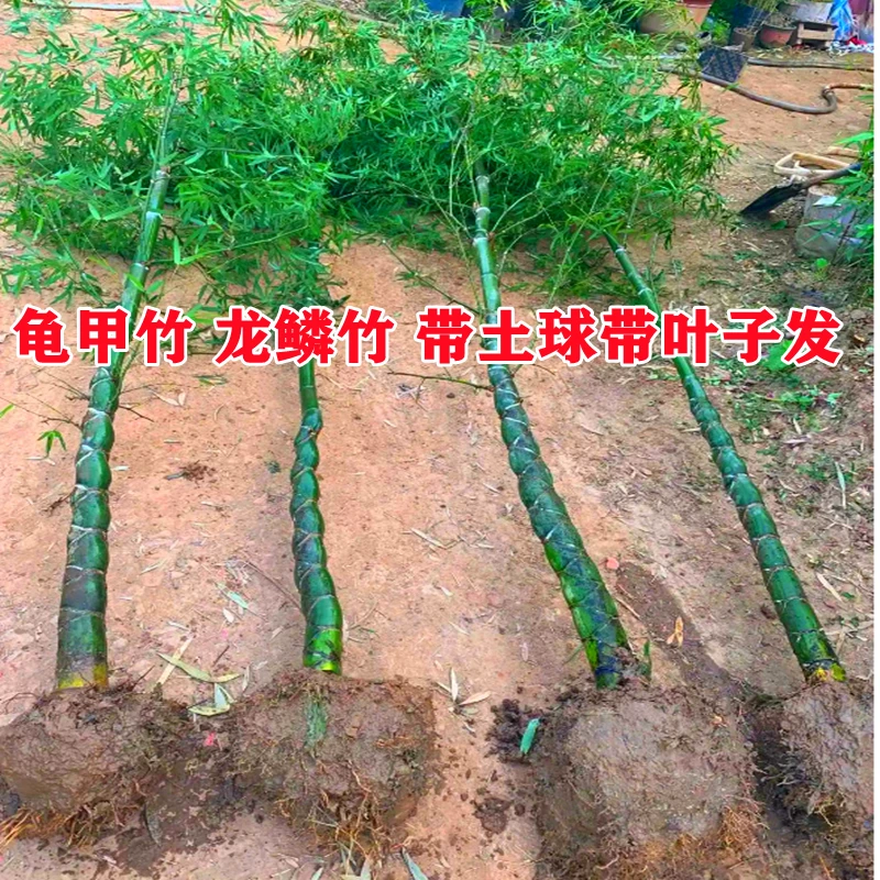 【龟甲竹龙鳞竹】四季常青不落叶竹北方耐寒盆栽地栽户外植物盆栽