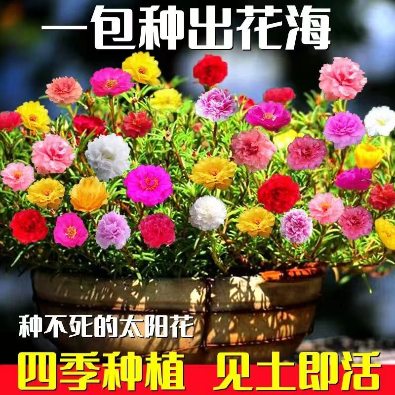 太阳花种子重瓣混色四季种室外阳台盆栽庭院种籽易活易播种花坛