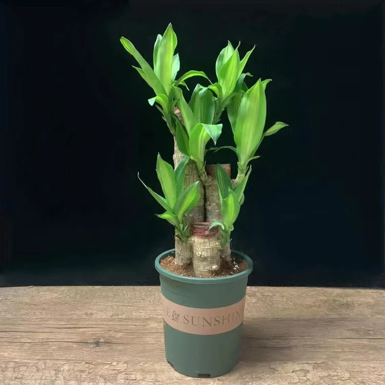 巴西木步步高幸运木开花绿植室内高树桩盆栽土培花卉四季常青植物