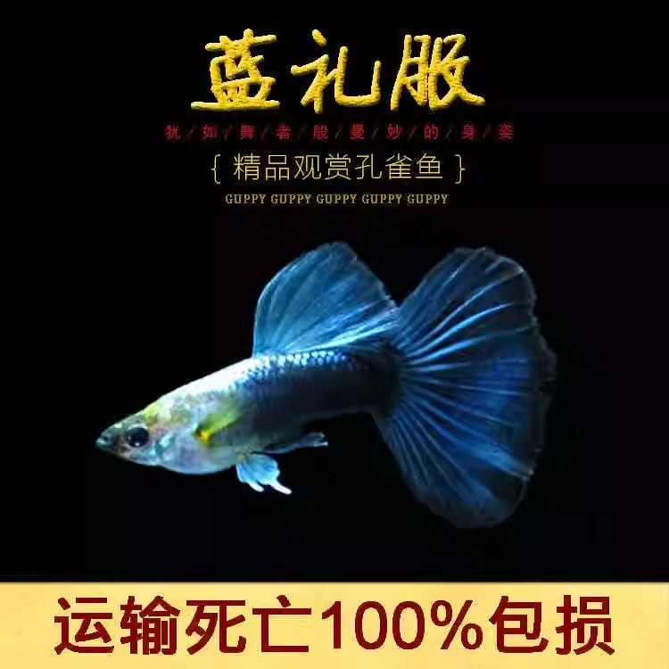 精品蓝礼服孔雀鱼热带观赏鱼超出备损包赔