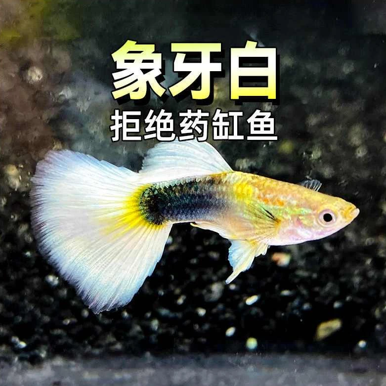 象牙白孔雀鱼（入缸不包损）