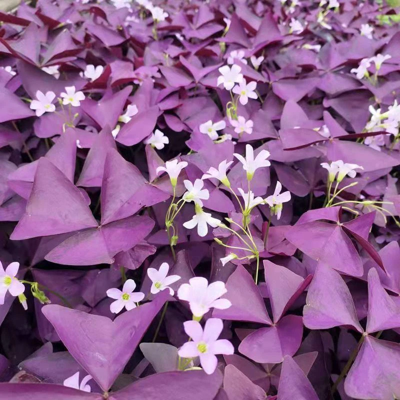 酢浆草种子幸运草紫蝴蝶红花草球根三叶草多年生四季花卉植物种子