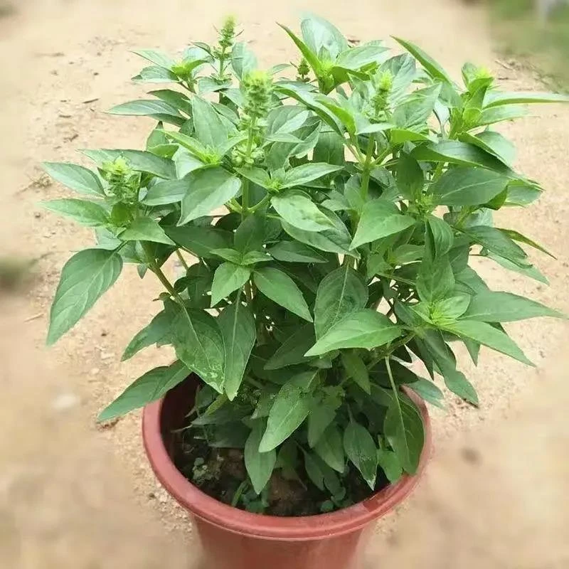 九层塔种子食用甜香罗勒种籽蔬菜种子香草金不换阳台菜园蔬菜种子