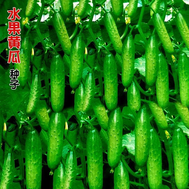水果黄瓜种子节节瓜小黄瓜地栽春阳台盆栽菜子农家蔬菜种子四季播