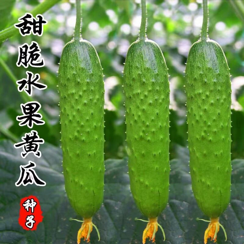 【不搭架】满地爬水果黄瓜种子四季庭院阳台盆栽黄瓜籽种蔬菜种子