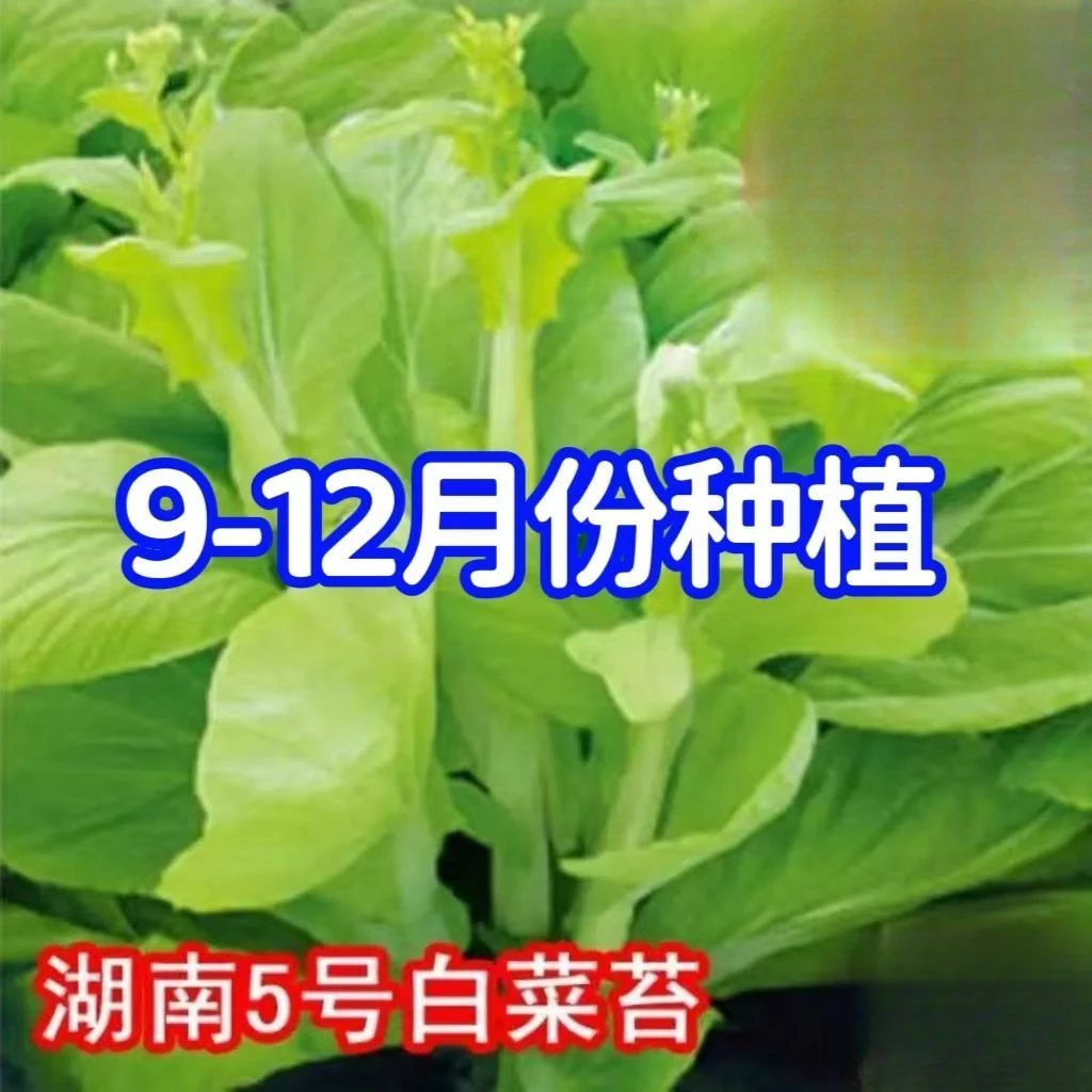 早熟白菜苔种籽白菜心种子香甜早白菜苔菜种阳台庭院蔬菜四季种植