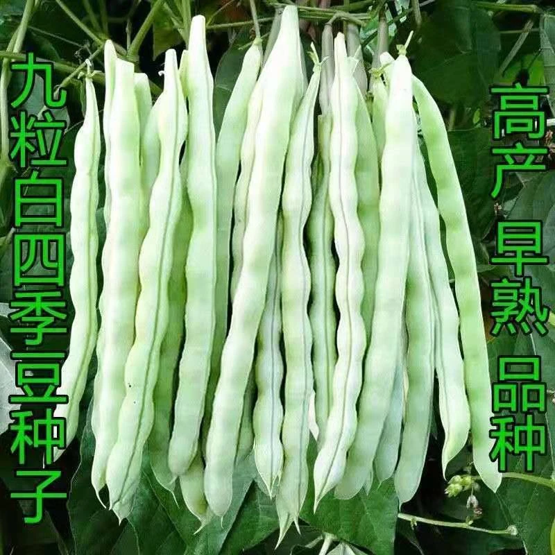九粒白芸豆种子豆角种籽四季豆架豆种蔬菜种孑农家田园春秋播