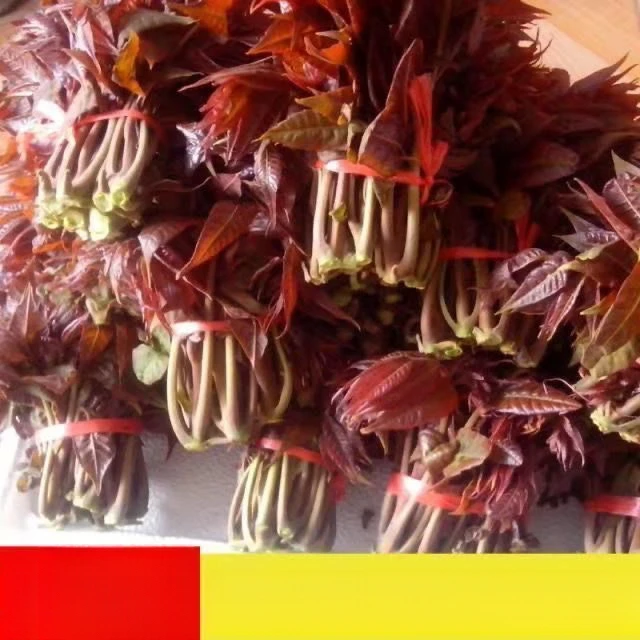 红油香椿钟子耐寒抗旱香椿树种子春夏秋四季庭院田园蔬菜种籽