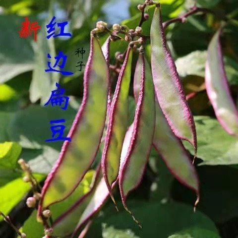 紫边眉豆种子紫边扁豆猪耳朵四季春秋易播种耐运输蔬菜种子