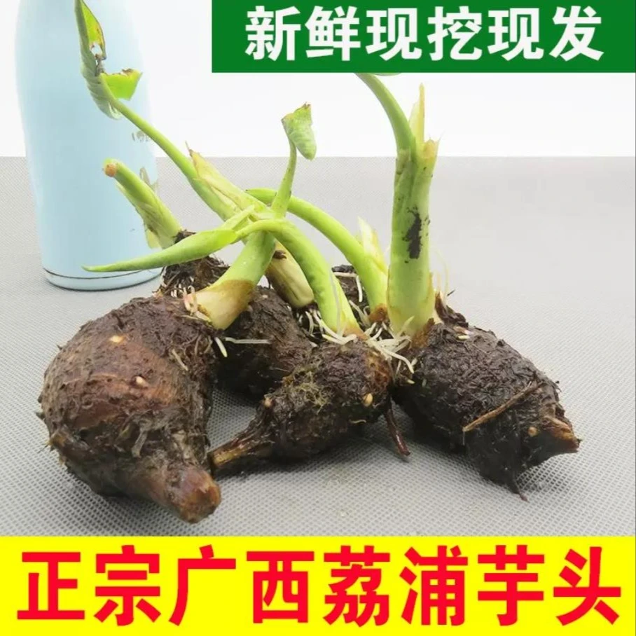 广西新鲜荔浦芋头种子苗3-9斤