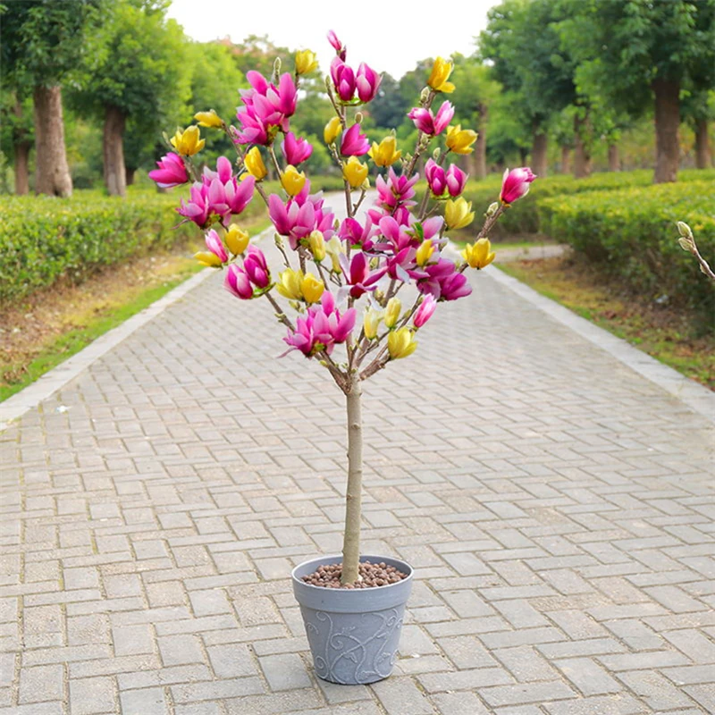 新款彩色玉兰花树苗  盆栽地栽名贵品种金玉满堂玉兰花种球多款苗