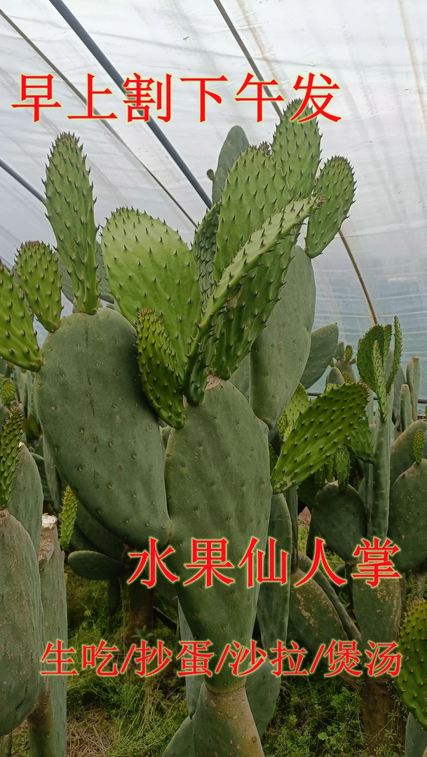 食用仙人掌盆栽米邦塔宝塔大型多肉植物室内阳台美容外敷透秋季