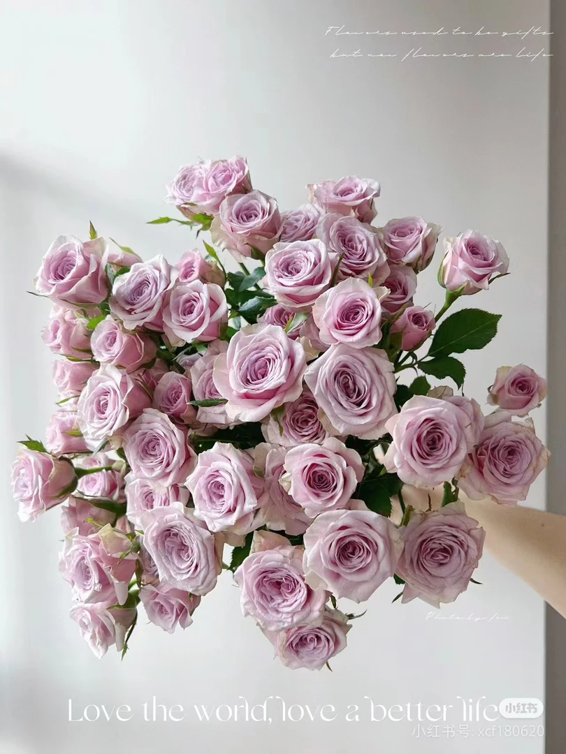 【莱拉】玫瑰  同一地址任意两单加配草一扎