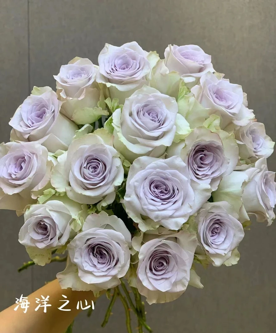 海洋之心玫瑰    同一地址任意两单+配草一扎