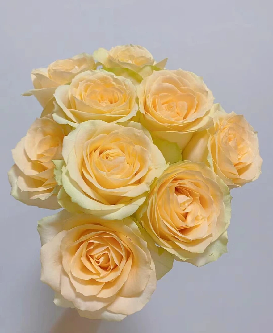 香槟玫瑰   【任意选购三单先加购物车再一起结算包邮】