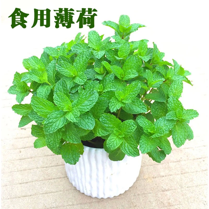 薄荷盆栽水培绿植可食用易活猫薄荷清香驱蚊植物水培植物薄荷盆栽
