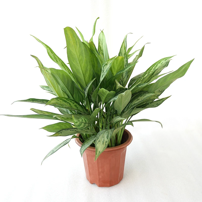 银皇后万年青观赏观叶叶色美丽特别耐阴盆栽点缀厅室特别明亮舒适